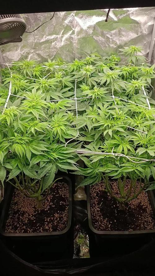 Frosted Guava by OSS