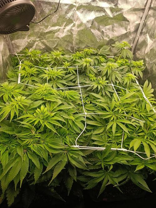 Frosted Guava by OSS. Week 7