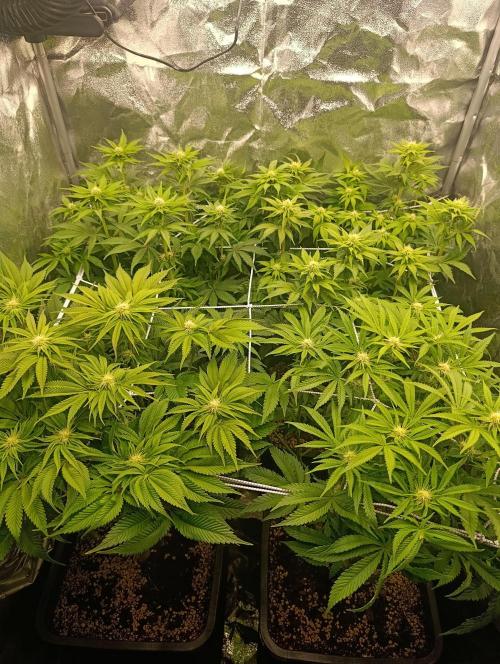 Frosted Guava by OSS. Week 8