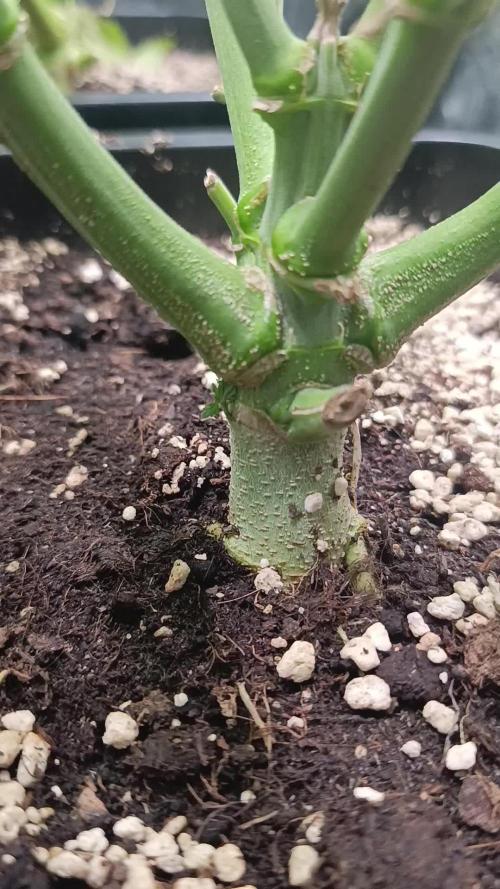 Frosted Guava by OSS