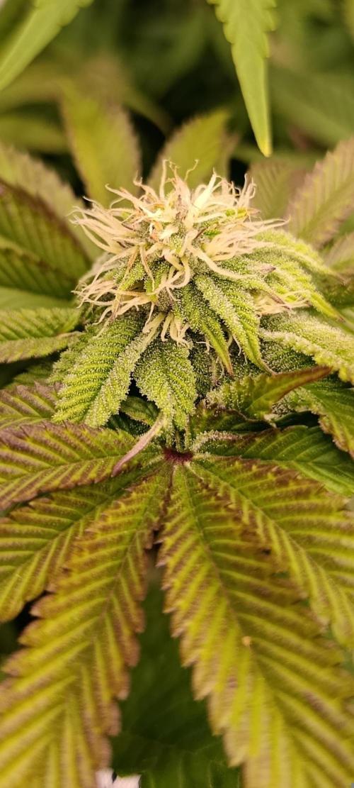 Frosted Guava by OSS. Week 9