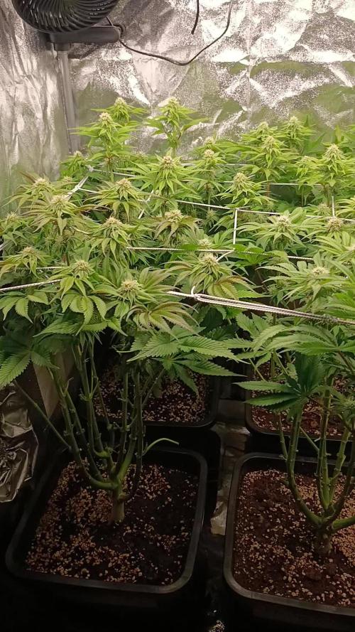 Frosted Guava by OSS