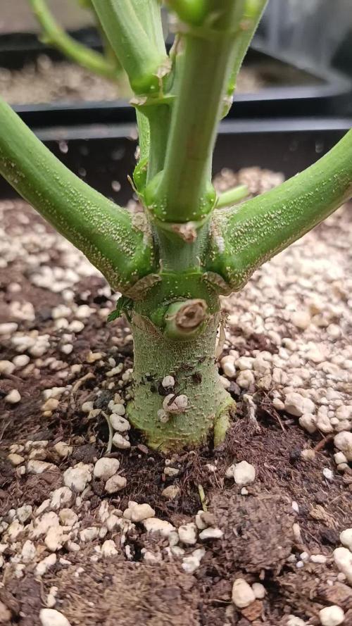 Frosted Guava by OSS