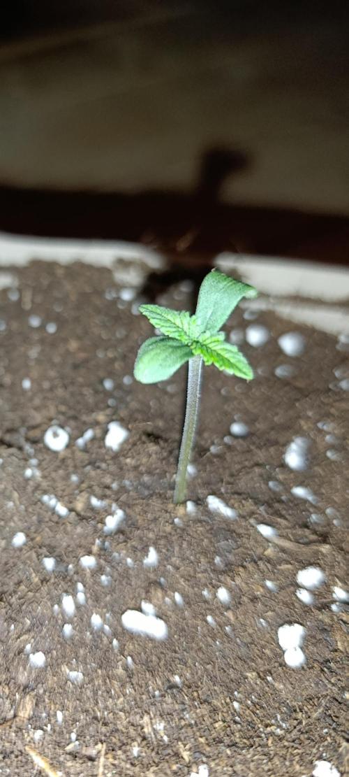 Red Hot Cookies. Week 0 - Red Hot Cookies #1