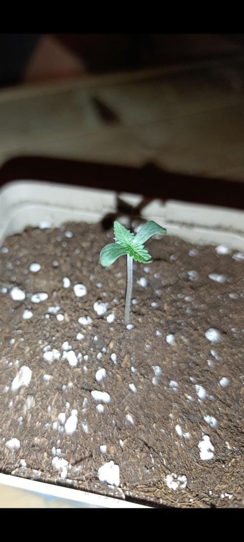 Red Hot Cookies. Week 0 - Red Hot Cookies #1