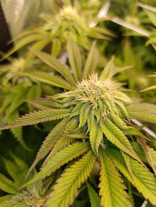 Frosted Guava by OSS. Week 9