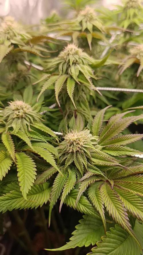 Frosted Guava by OSS