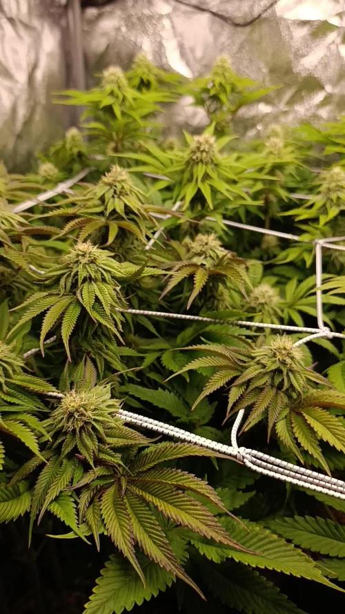 Frosted Guava by OSS