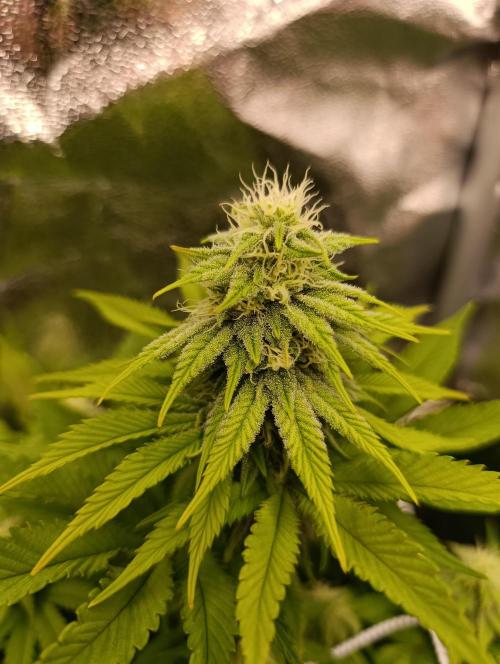 Frosted Guava by OSS. Week 10