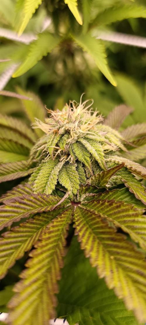 Frosted Guava by OSS. Week 10