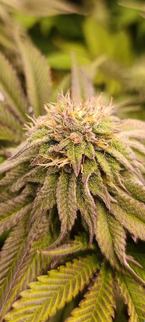 Frosted Guava by OSS. Week 11