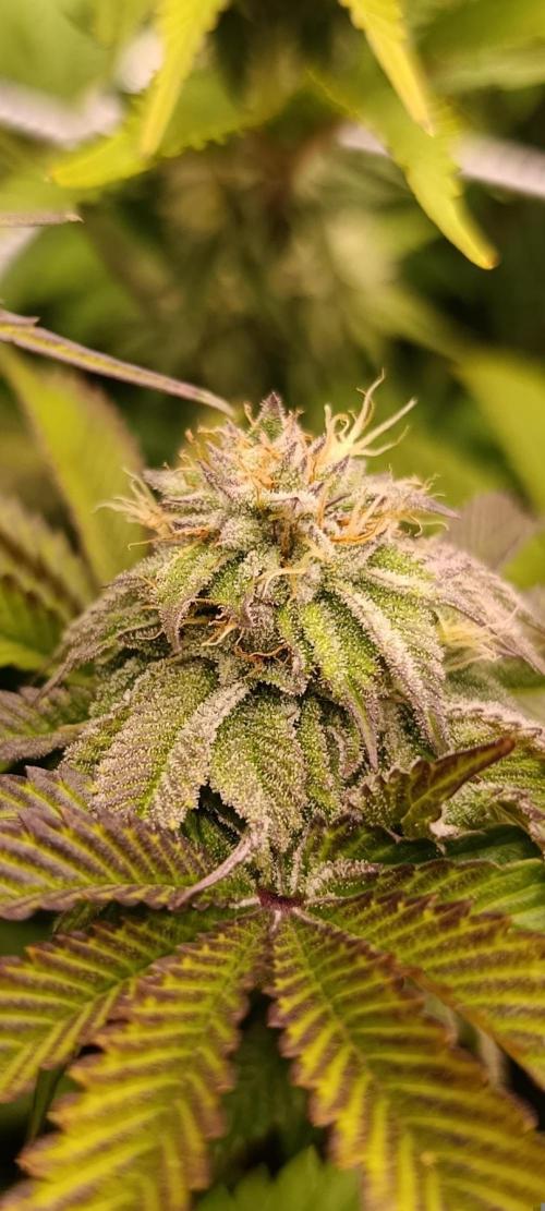 Frosted Guava by OSS. Week 11