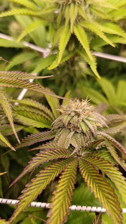 Frosted Guava by OSS