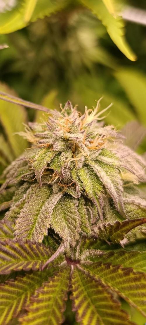 Frosted Guava by OSS. Week 11