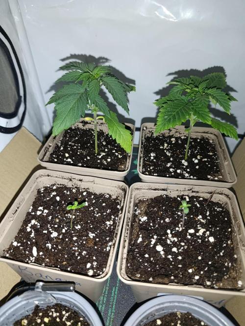 RHC, Banana Punch & Bubba Kush Baggy. Week 1