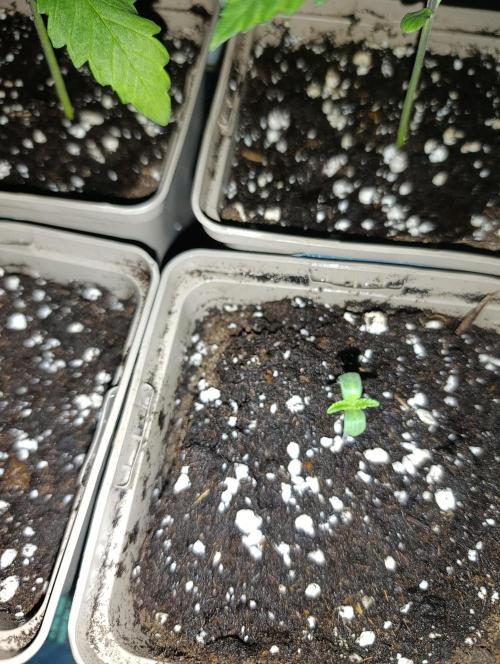 RHC, Banana Punch & Bubba Kush Baggy. Week 1 - Bagseed Bubba Kush