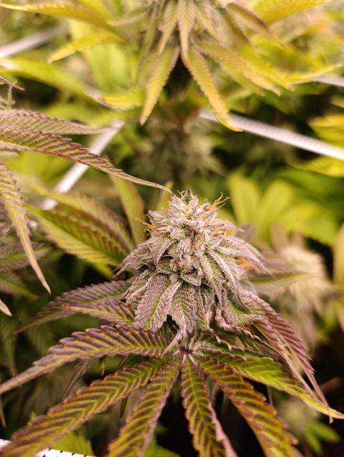 Frosted Guava by OSS. Week 12