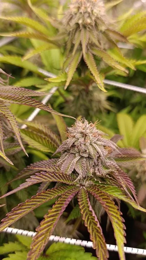 Frosted Guava by OSS