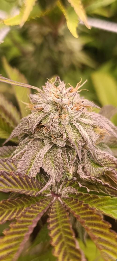 Frosted Guava by OSS. Week 12