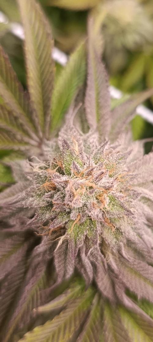 Frosted Guava by OSS. Week 12