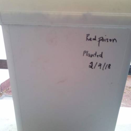 Red Poison Outdoor (sweet seeds). Week 1