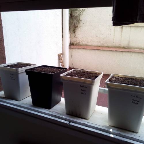 Red Poison Outdoor (sweet seeds). Week 1