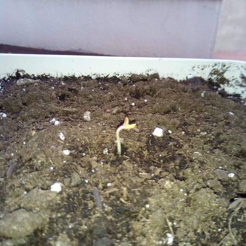 Red Poison Outdoor (sweet seeds). Week 1