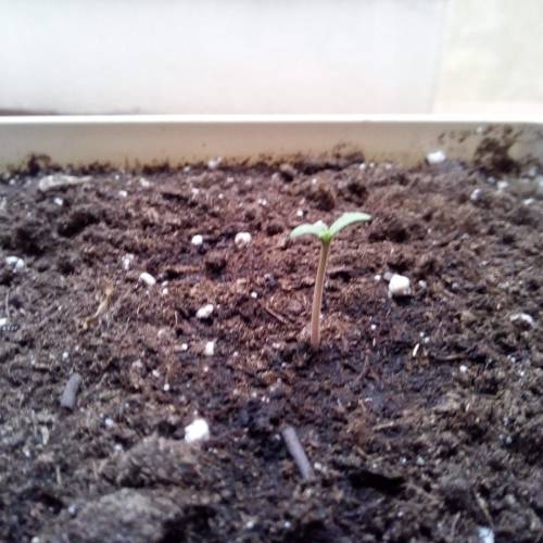 Red Poison Outdoor (sweet seeds). Week 1
