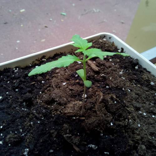 Red Poison Outdoor (sweet seeds). Week 2