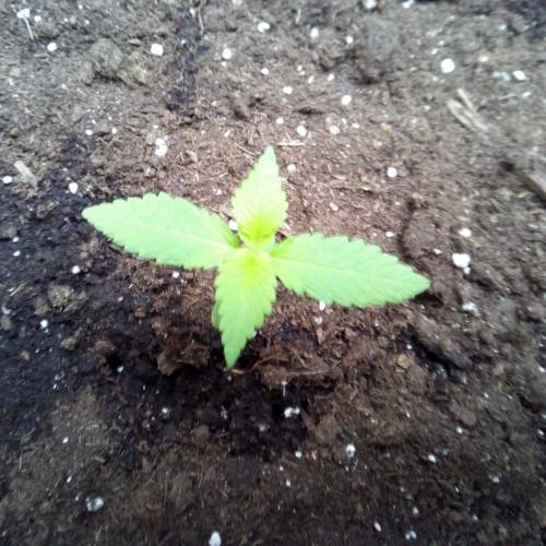 Red Poison Outdoor (sweet seeds). Week 2