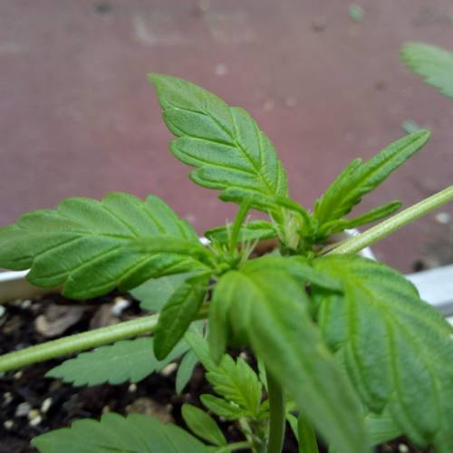 Red Poison Outdoor (sweet seeds). Week 3