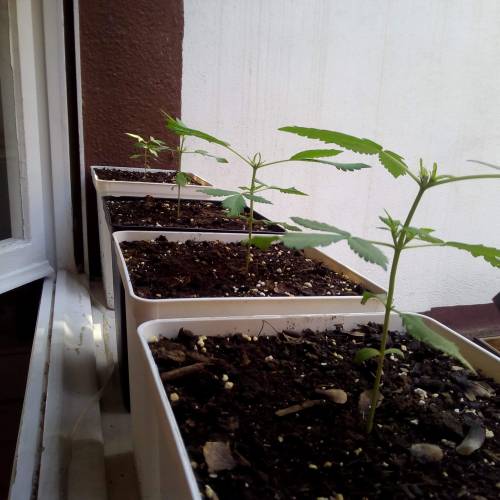 Red Poison Outdoor (sweet seeds). Week 3