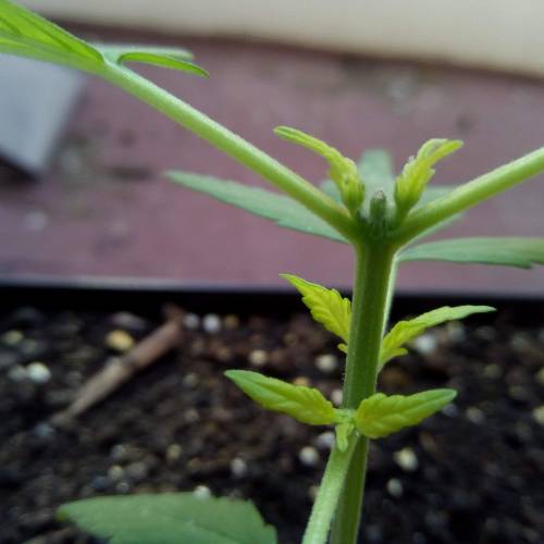 Red Poison Outdoor (sweet seeds). Week 3