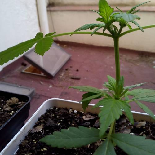 Red Poison Outdoor (sweet seeds). Week 3