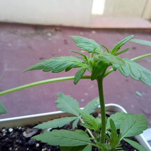 Red Poison Outdoor (sweet seeds). Week 3
