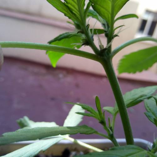 Red Poison Outdoor (sweet seeds). Week 3