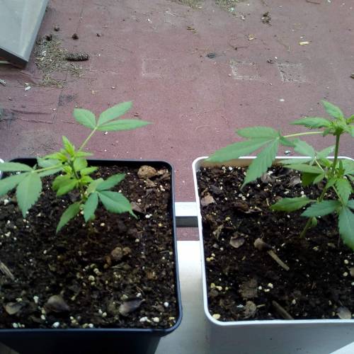 Red Poison Outdoor (sweet seeds). Week 3