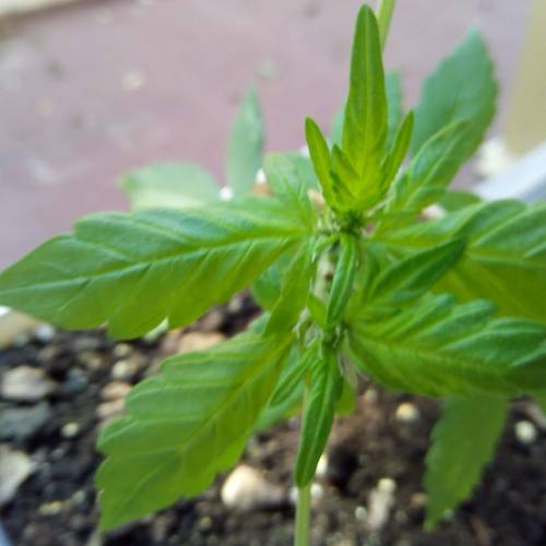 Red Poison Outdoor (sweet seeds). Week 3