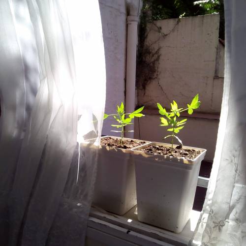 Red Poison Outdoor (sweet seeds). Week 3