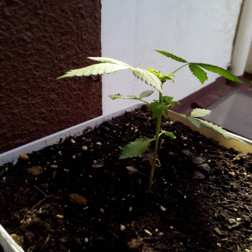 Red Poison Outdoor (sweet seeds). Week 3