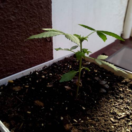 Red Poison Outdoor (sweet seeds). Week 3