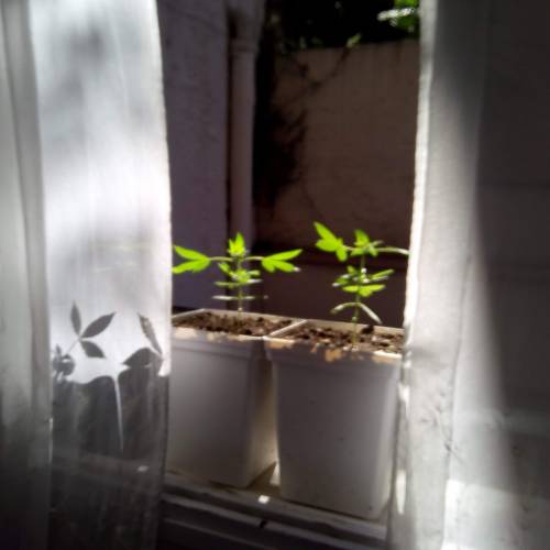 Red Poison Outdoor (sweet seeds). Week 3