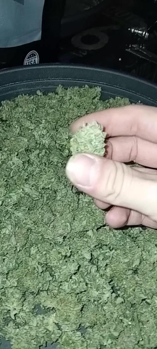 OG Kush Barneys 🌞