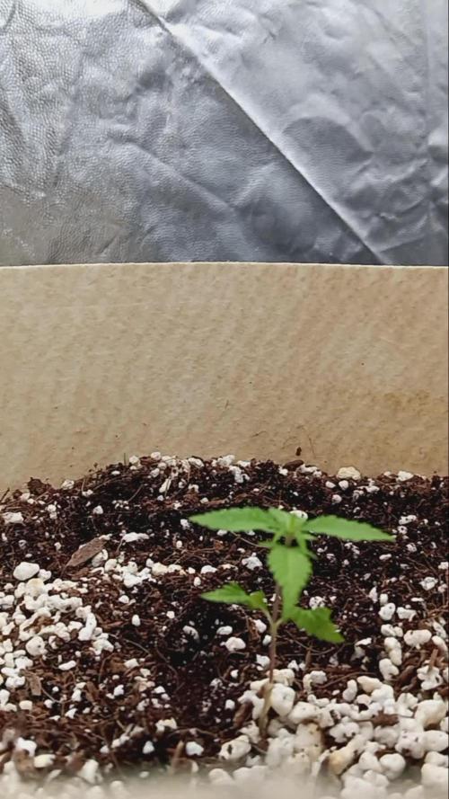 Slurricane by OG