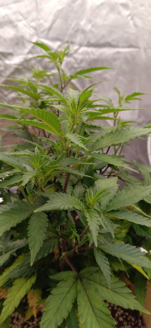 Og Kush Barneys. Week 1