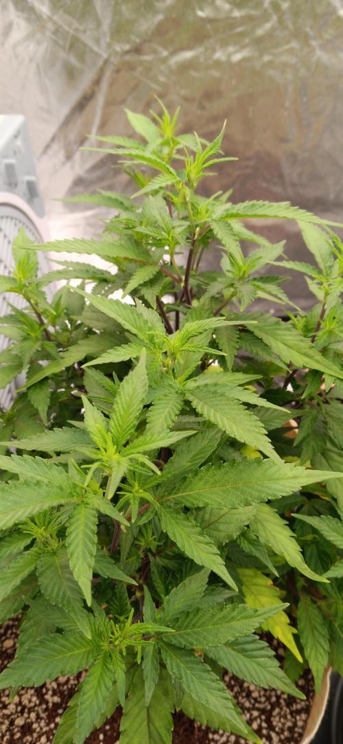 Og Kush Barneys. Week 1