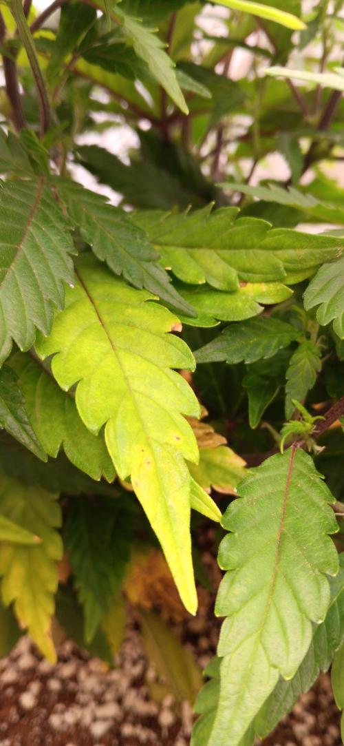 Og Kush Barneys. Week 1