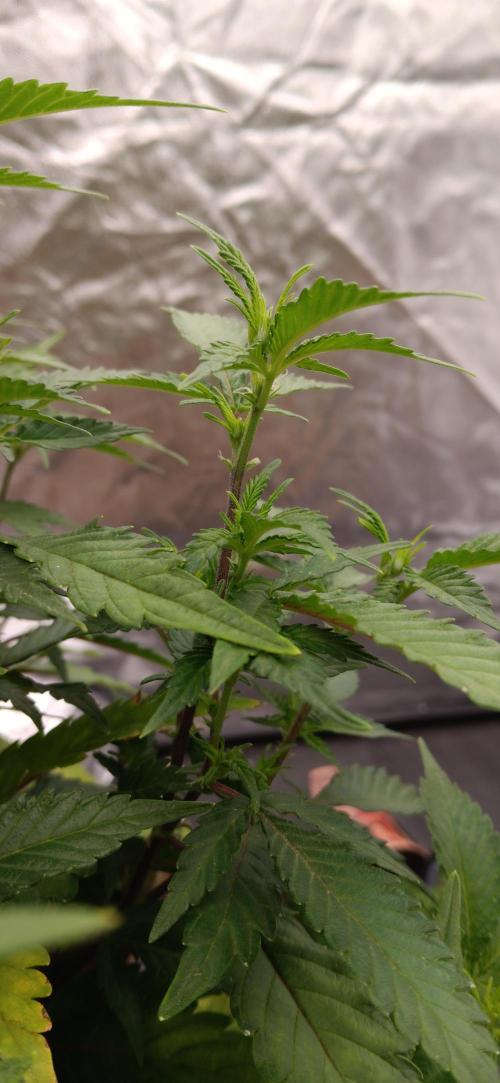 Og Kush Barneys. Week 1