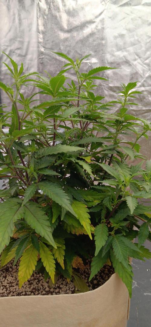 Og Kush Barneys. Week 1