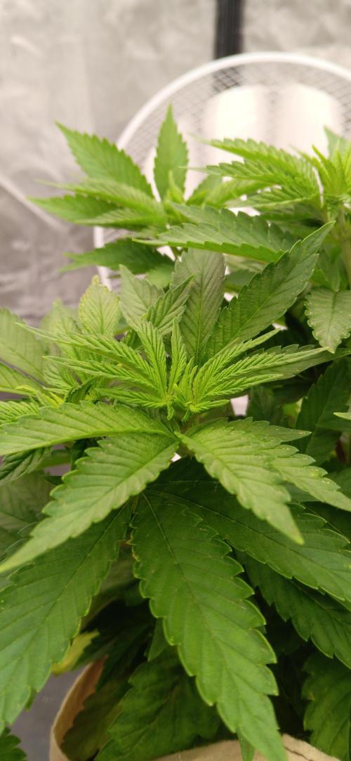 Gorilla Melon Fastbuds. Week 1